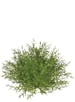 Sullivans Feather Fern Half Orb Decorative Filler 7 Sullivans Feather Fern Half Orb Decorative Filler -Cheap Sullivan Living Store GUEST 19748906 8f6f 4ed8 b802 d156c85c0dab