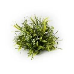 Sullivans Artificial Smilax Orb 5.5"H Green -Cheap Sullivan Living Store GUEST 1d98a1e2 0e49 460d a088 e780608e60e3