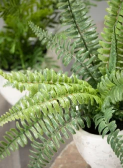 Sullivans Artificial Set Of 2 Potted Ferns 13"H Green