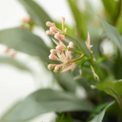 Cheap Sullivan Living Store 24 Sullivans Artificial Blade Eucalyptus Orb 13"H Green