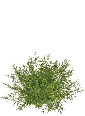 Sullivans Feather Fern Half Orb Decorative Filler 1 Sullivans Feather Fern Half Orb Decorative Filler