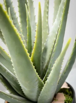 Sullivans Artificial Potted Aloe 24"H Green