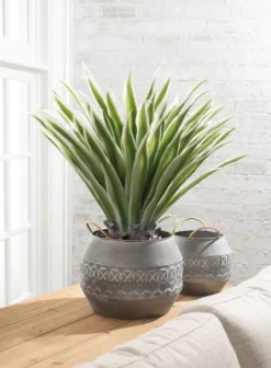 Sullivans Artificial Potted Varigated Agave 26"H Green -Cheap Sullivan Living Store GUEST eef1b541 eb87 4304 991b 3cc22d68c8ee